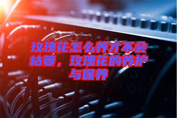 玫瑰花怎么養(yǎng)才不會枯萎，玫瑰花的養(yǎng)護(hù)與保養(yǎng)