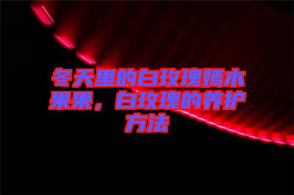 冬天里的白玫瑰嫣木果果，白玫瑰的養(yǎng)護(hù)方法