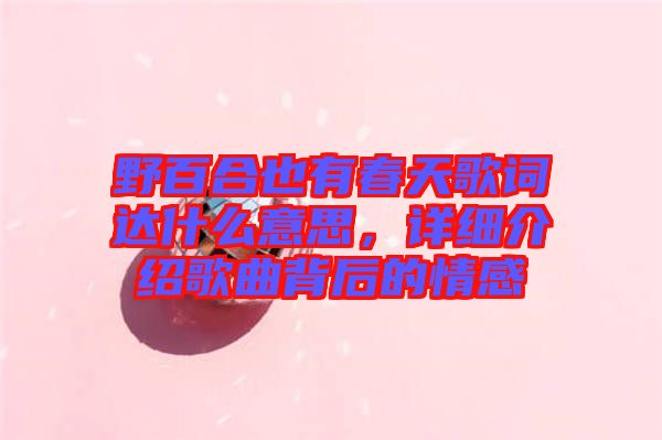 野百合也有春天歌詞達(dá)什么意思，詳細(xì)介紹歌曲背后的情感