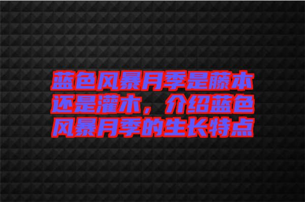 藍色風(fēng)暴月季是藤本還是灌木，介紹藍色風(fēng)暴月季的生長特點