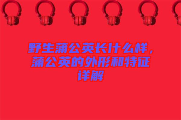 野生蒲公英長什么樣，蒲公英的外形和特征詳解